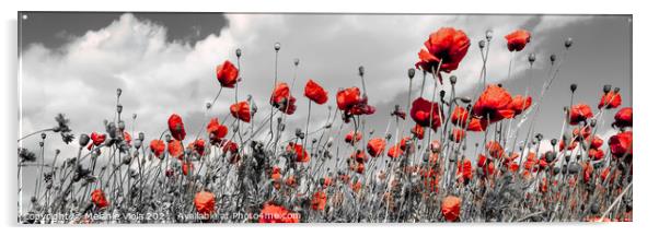 Field of poppies in colorkey Acrylic by Melanie Viola