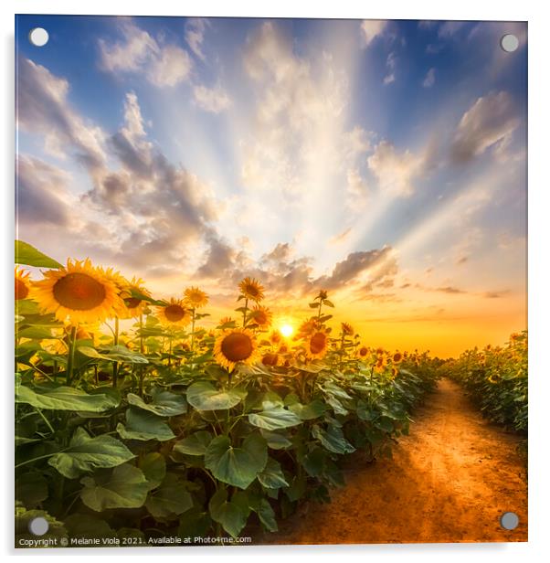 Sunflower field at sunset | the secret path Acrylic by Melanie Viola