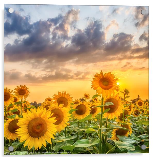 Sunset with gorgeous sunflowers Acrylic by Melanie Viola