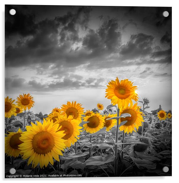 Yellow color pop sunflowers Acrylic by Melanie Viola