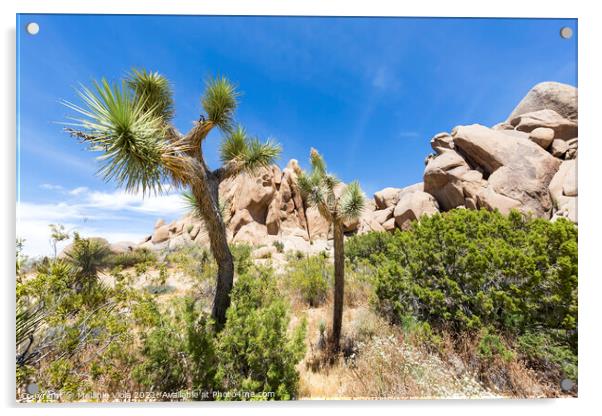 Idyllic desert scenery - Joshua Tree National Park Acrylic by Melanie Viola
