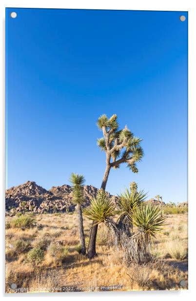 Joshua Tree in Southern California Acrylic by Melanie Viola