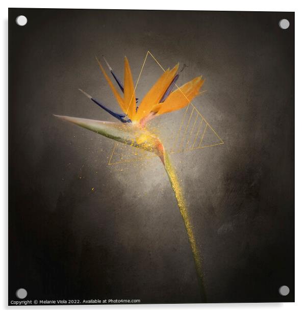 Graceful flower - Strelitzia | vintage style  Acrylic by Melanie Viola