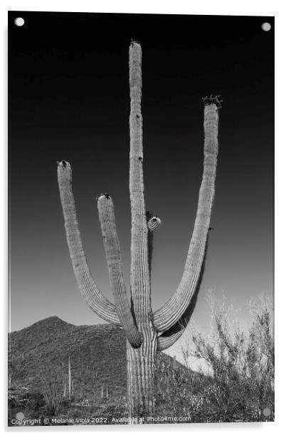 SAGUARO NATIONAL PARK Giant Saguaro | Monochrome Acrylic by Melanie Viola