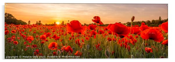 Setting sun in field of poppies | Panoramic Acrylic by Melanie Viola