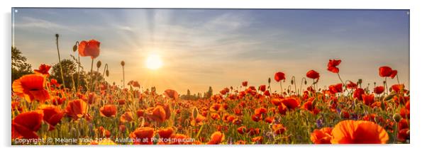 Poppies in the evening | Panoramic Acrylic by Melanie Viola