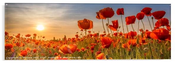 Poppies in the sunset | Panoramic Acrylic by Melanie Viola