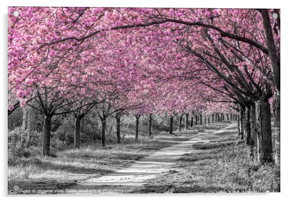 Charming cherry blossom alley in pink Acrylic by Melanie Viola