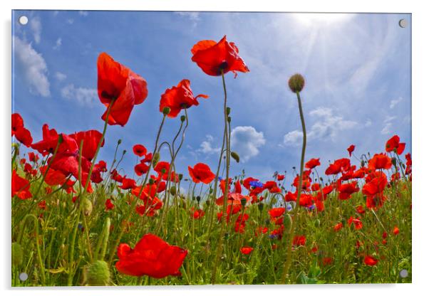 Red Poppies Acrylic by Melanie Viola