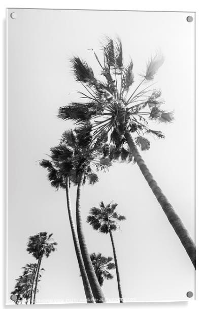 Palm trees in the sun | black and white Acrylic by Melanie Viola