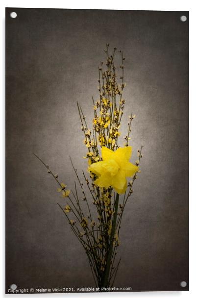 Spring bloomer - Genista and daffodil | vintage style  Acrylic by Melanie Viola