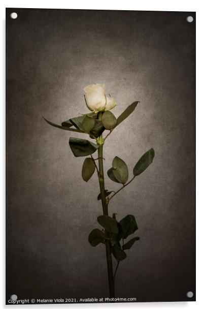 Graceful white Rose | vintage style  Acrylic by Melanie Viola
