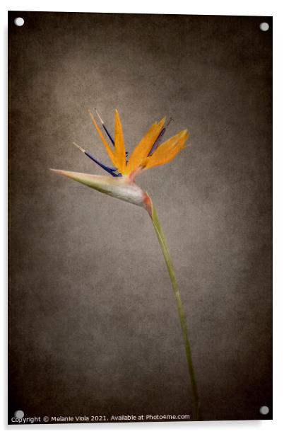 Graceful flower - Strelitzia | vintage style  Acrylic by Melanie Viola