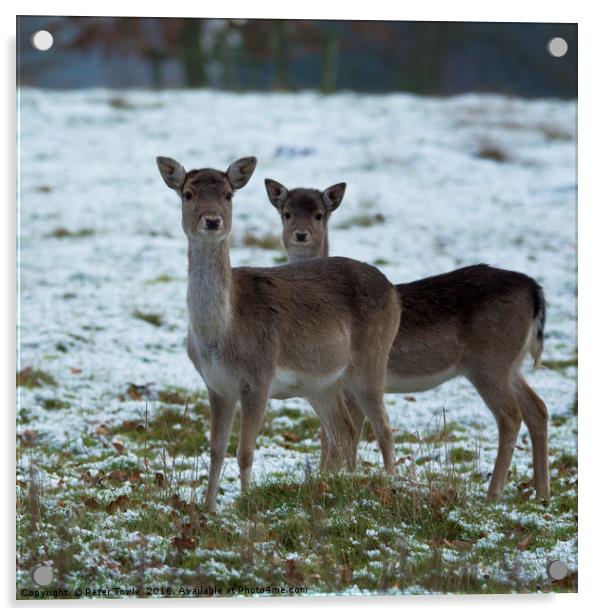 Young deer in winter Acrylic by Peter Towle