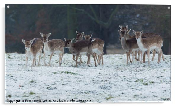 Deer herd in winter Acrylic by Peter Towle
