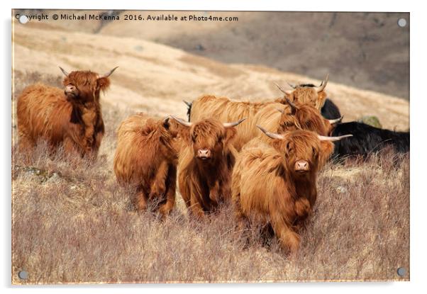 Highland Cattle Acrylic by Michael McKenna