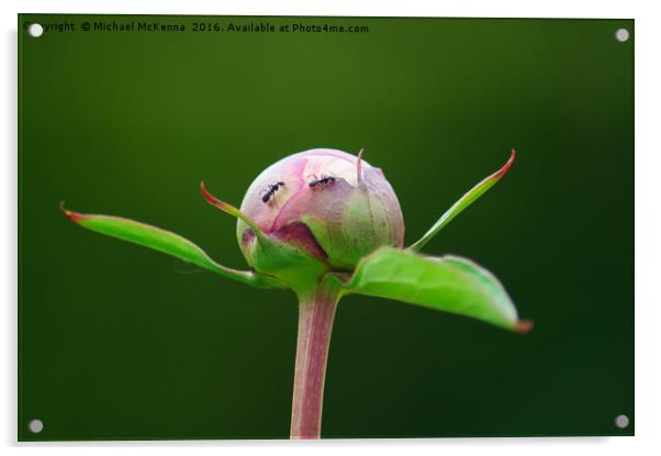 Ants on the plant Acrylic by Michael McKenna