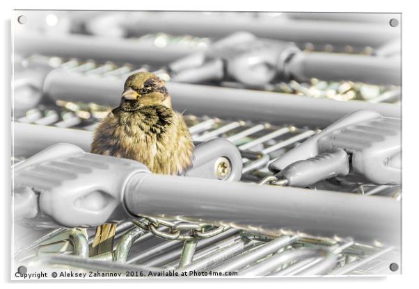 A fluffy sparrow on a shopping troley Acrylic by Aleksey Zaharinov