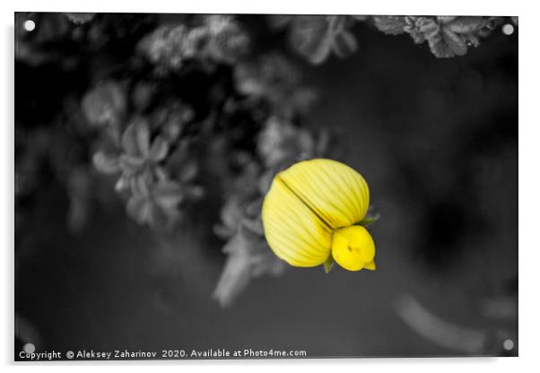 A FLOWER IN THE DESERT Acrylic by Aleksey Zaharinov