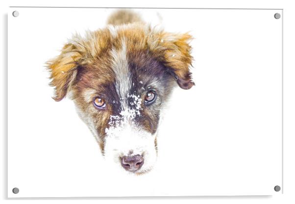 Bari, my parents dog. Acrylic by Aleksey Zaharinov