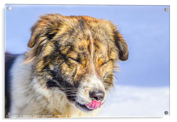 Bari, my parents dog. Acrylic by Aleksey Zaharinov