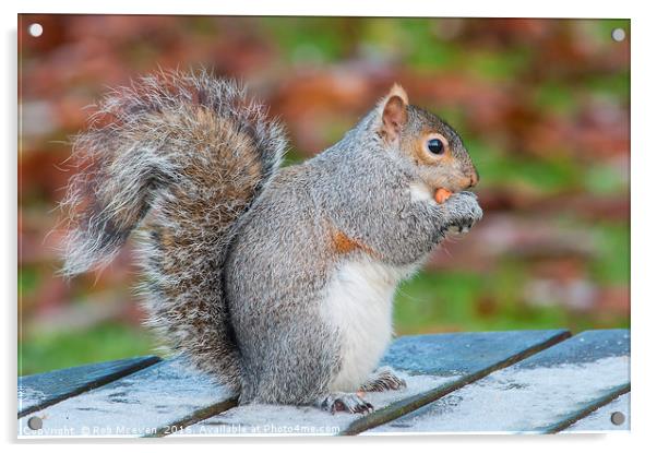 Grey Squirrel Acrylic by Rob Mcewen