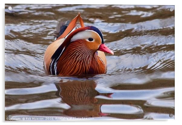 Mandarin Duck Acrylic by Rob Mcewen