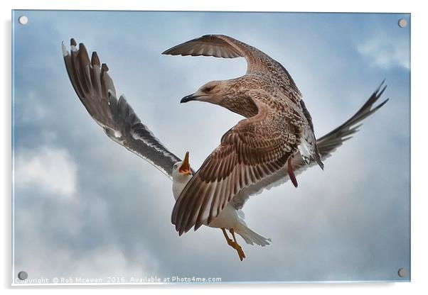Gull combat Acrylic by Rob Mcewen