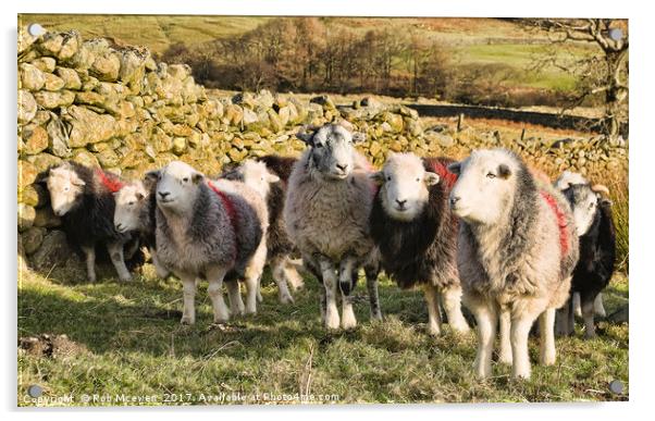Herdwick sheep Acrylic by Rob Mcewen