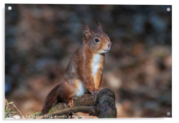 Red Squirrel Acrylic by Rob Mcewen