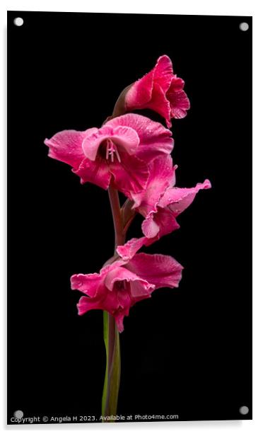 Gladiolus Acrylic by Angela H