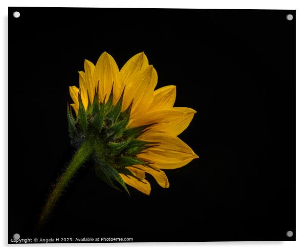 Sunflower Acrylic by Angela H