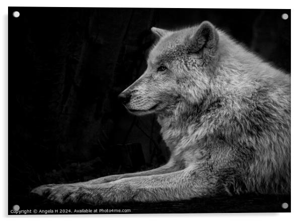 Arctic Wolf Acrylic by Angela H
