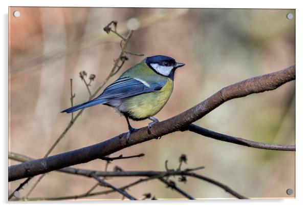 Great Tit Acrylic by Angela H