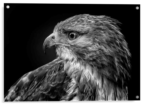 Red tailed hawk Acrylic by Angela H