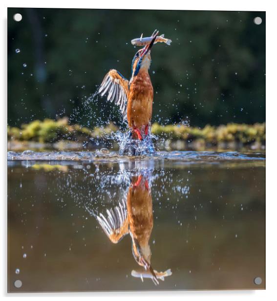 Kingfisher Acrylic by Angela H