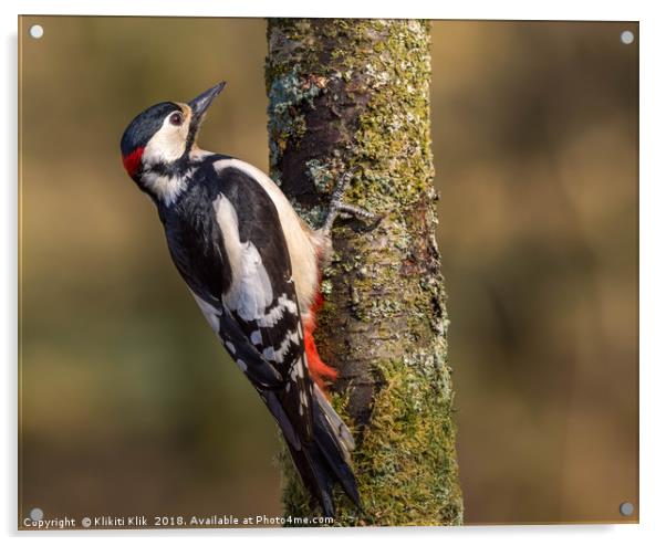 Great Spotted Woodpecker Acrylic by Angela H