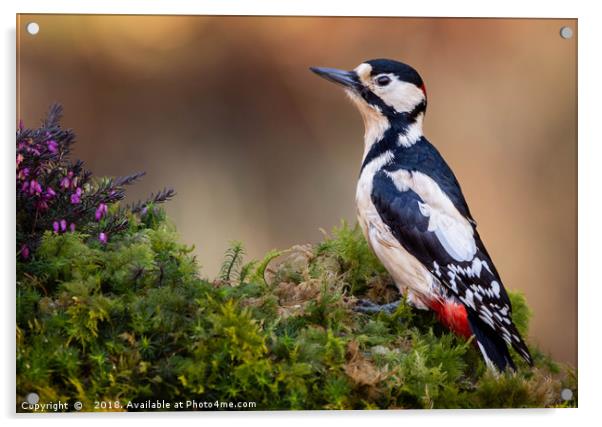 Great Spotted Woodpecker Acrylic by Angela H
