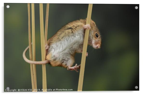 Harvest Mouse Acrylic by Angela H