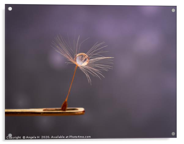 Dandelion Seed on Needle Acrylic by Angela H