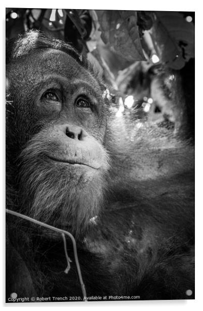 Happy Orangutang Acrylic by Robert Trench