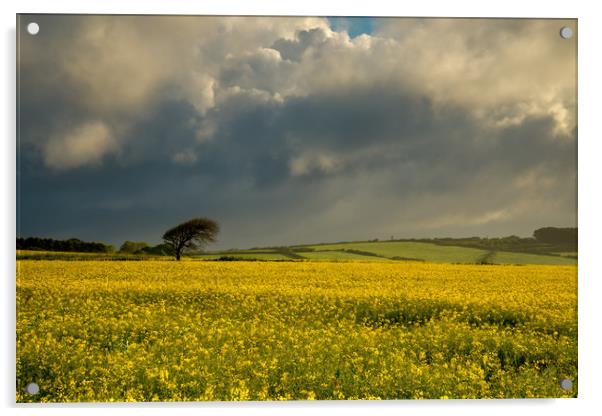 The rapeseed field Acrylic by Michael Brookes