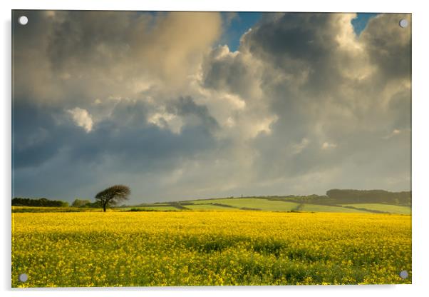 Dark clouds over a rape seed field Acrylic by Michael Brookes