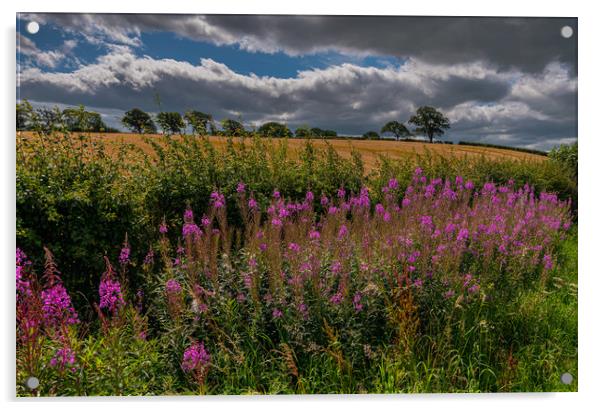 Fireweed Cumbria (Rosebay willowherb) Acrylic by Michael Brookes