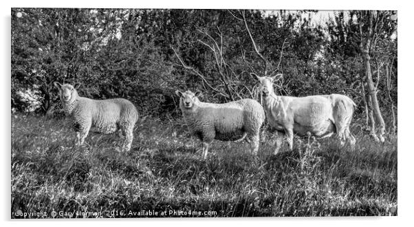 Three sheep roaming on Deacon Hill, Hertfordshire Acrylic by Gary Norman