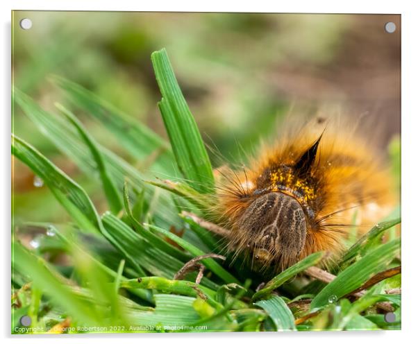 Hairy Drinker moth caterpillar Acrylic by George Robertson