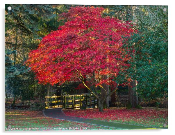 Acer tree in its autumn colours Acrylic by George Robertson