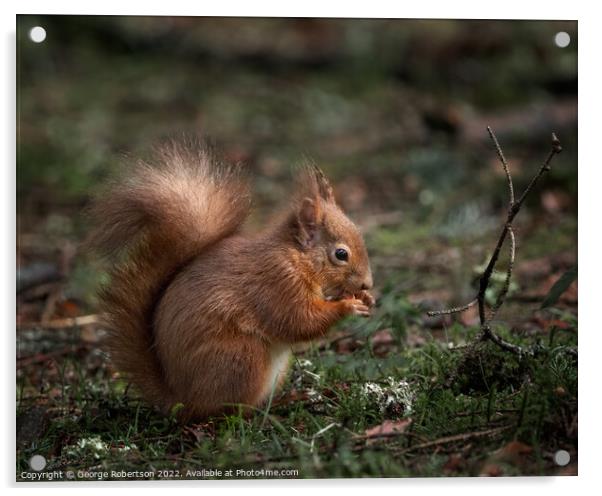 A red squirrel sitting eating a nut Acrylic by George Robertson