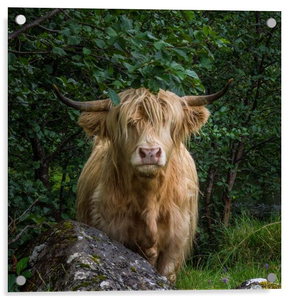 Highland Cow Acrylic by George Robertson
