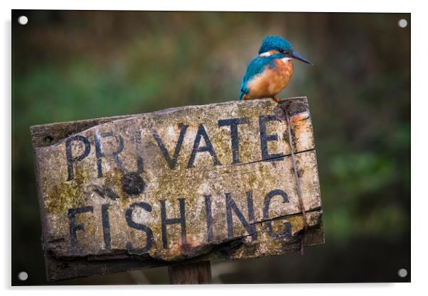 Kingfisher perched on a Private Fishing Sign Acrylic by George Robertson